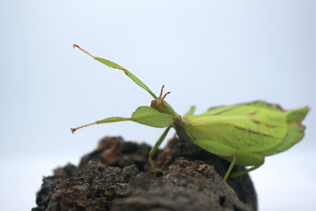 Leaf insect camouflaged as part of a plant.