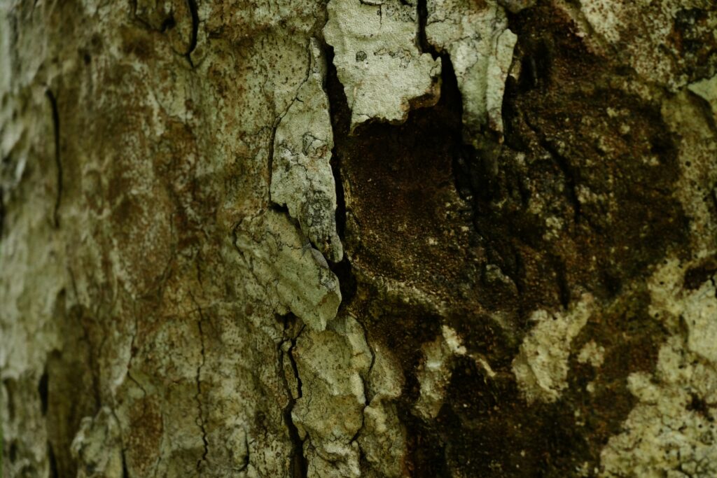 Termite colony with clear social hierarchy.