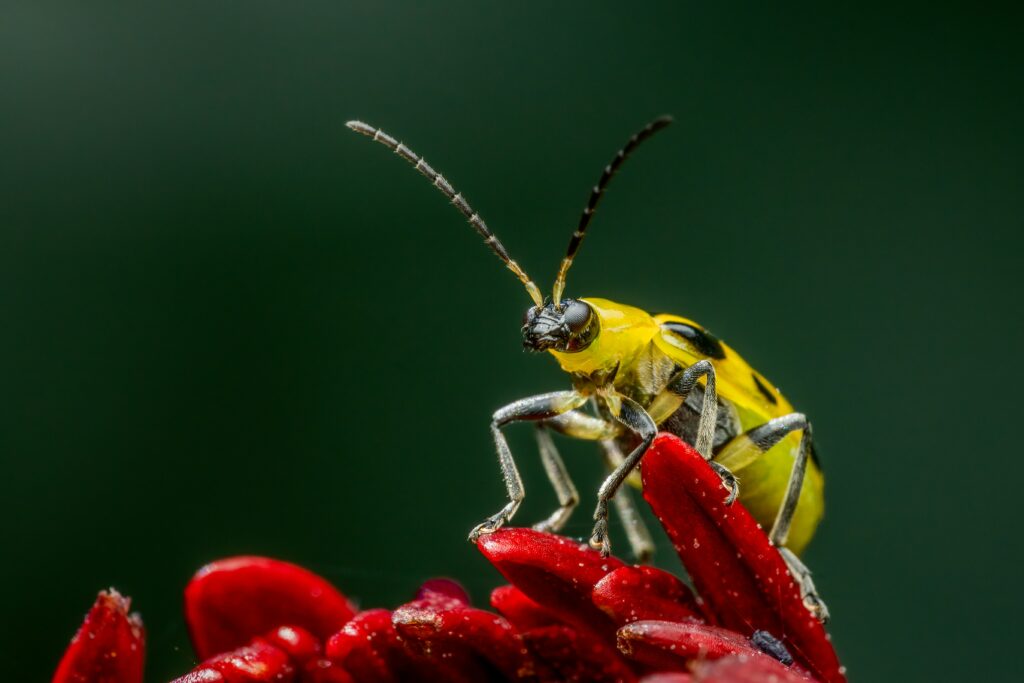 Single insect in stress-free non-reproductive setting.