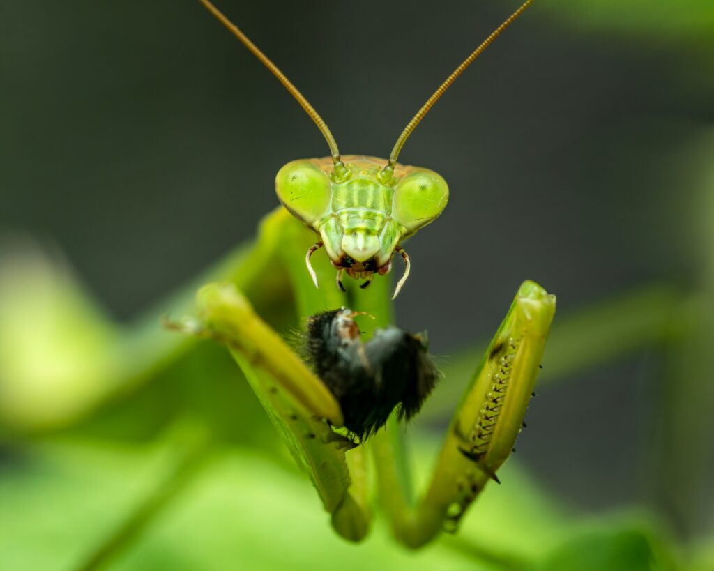 Collection of insects showing bizarre survival defenses.