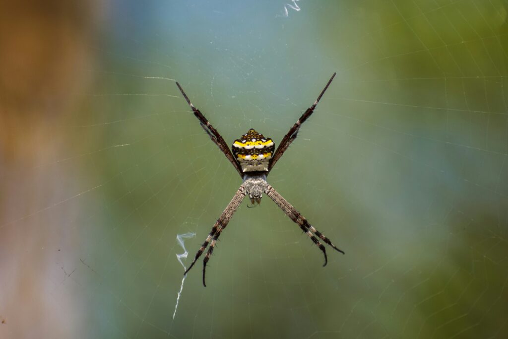 Spider demonstrating the evolutionary advantage of rapid strikes.