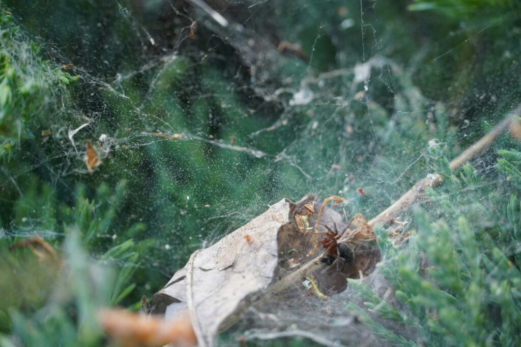Spider wrapping paralyzed prey for later consumption.
