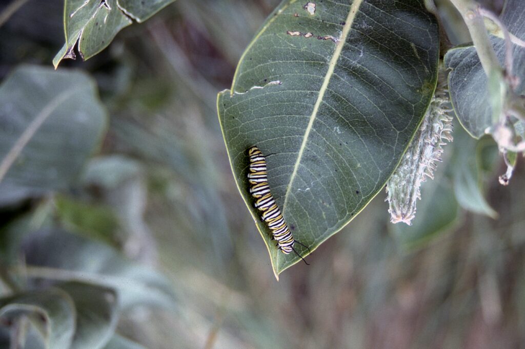 Antlion larva hidden in sand pit waiting to ambush prey.