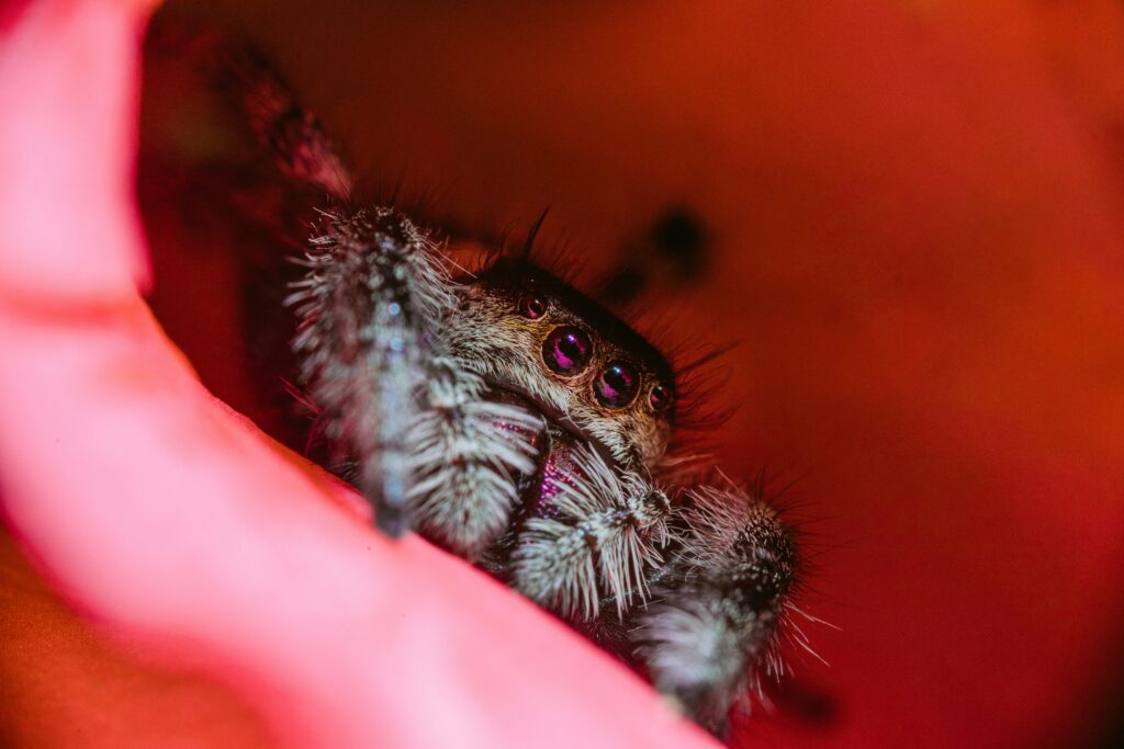 A tarantula showing a raised front leg defensive posture, indicating stress or discomfort