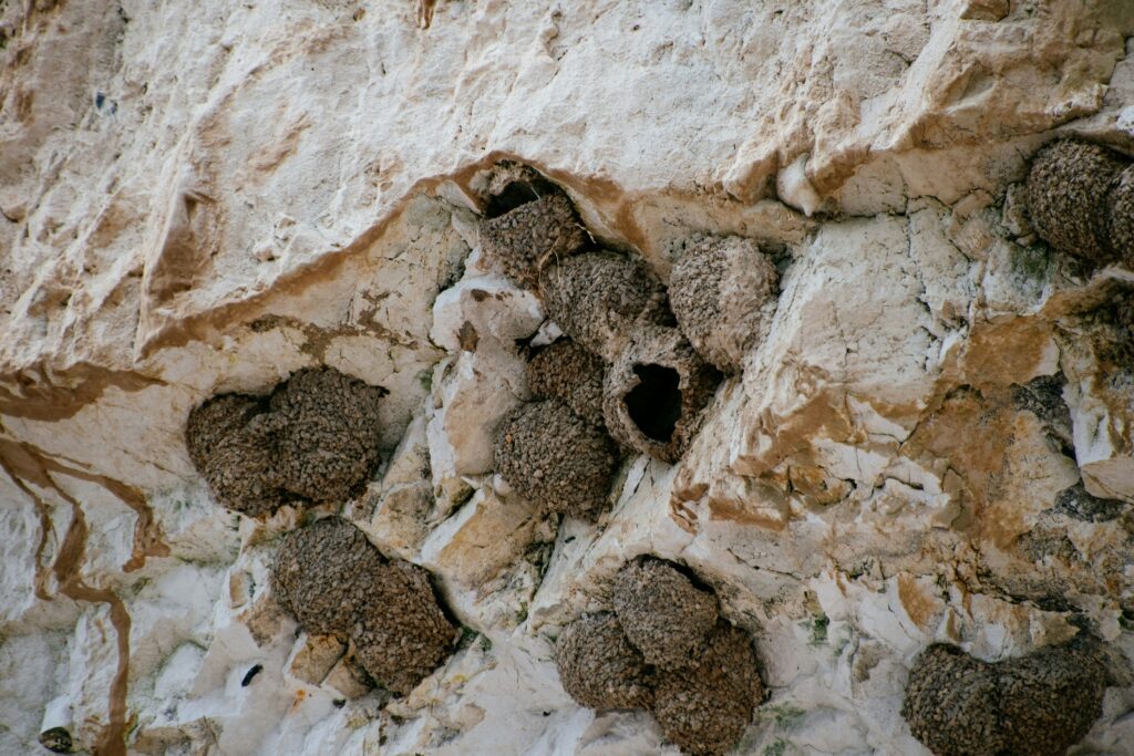 Termite mound underground with complex air-conditioning features.