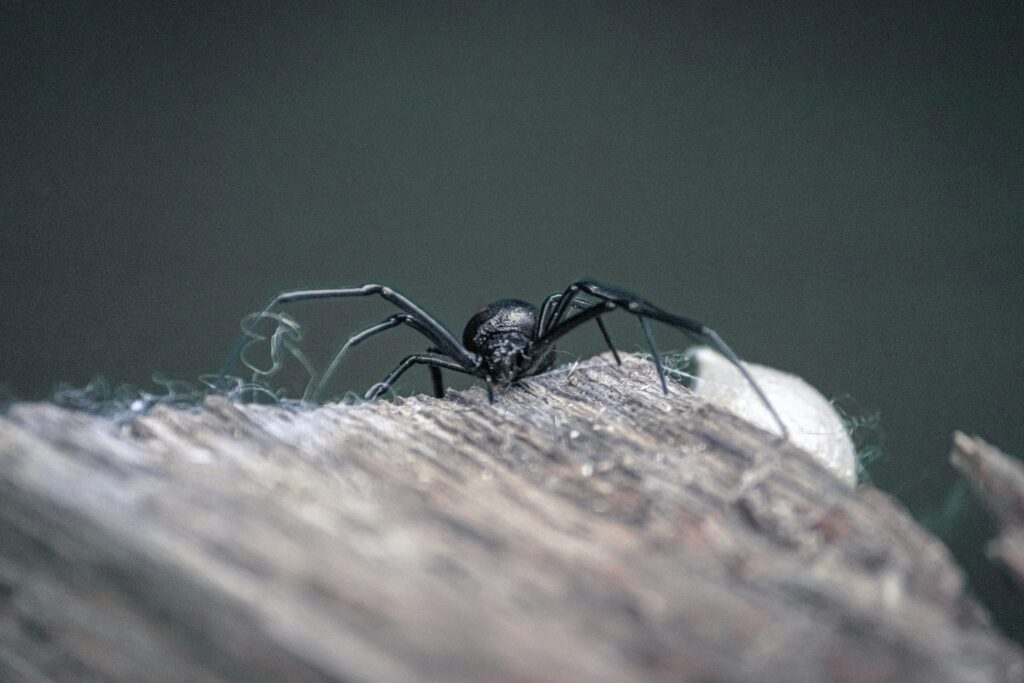 Black widow spider with its iconic red hourglass mark.