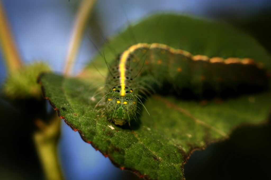 Life stages of a leaf insect from egg to adult.
