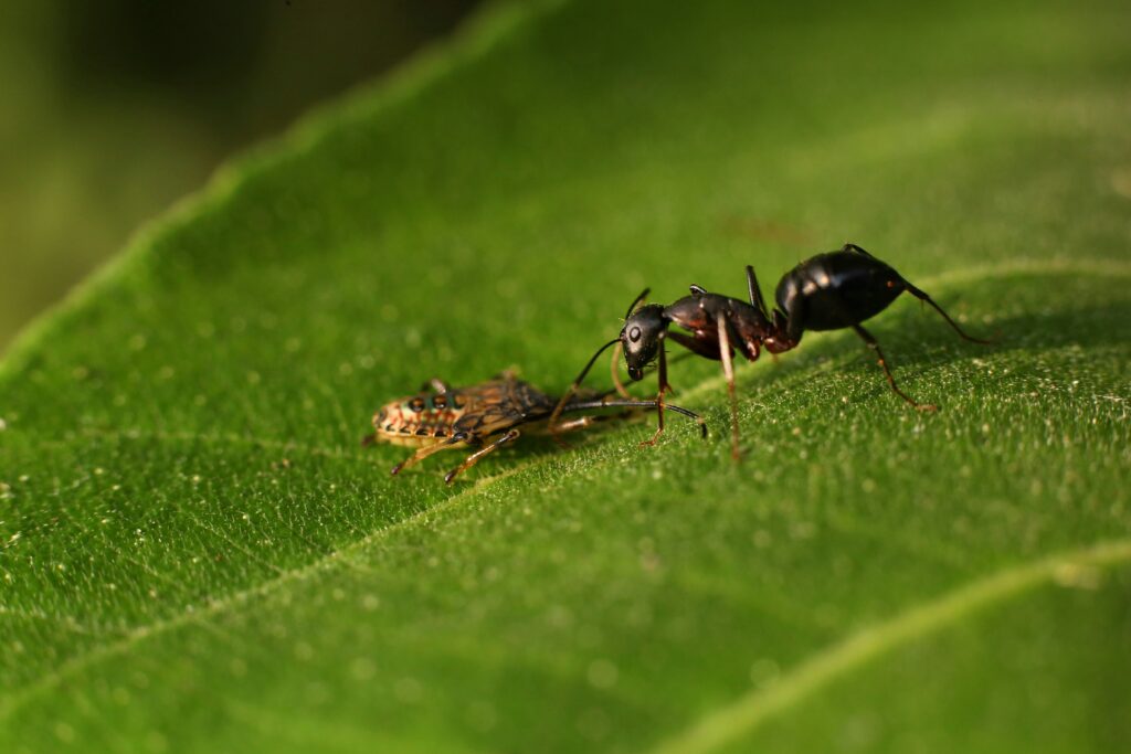 A predatory insect striking its prey at high speed.