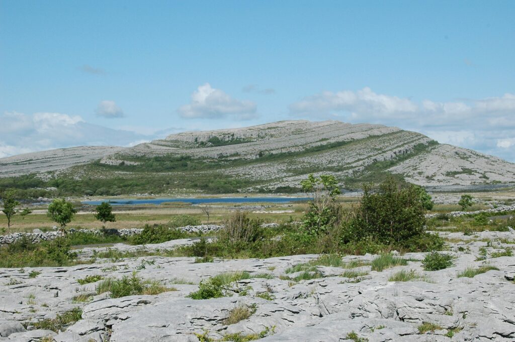 Artistic rendering of Devonian era environment with primitive life.
