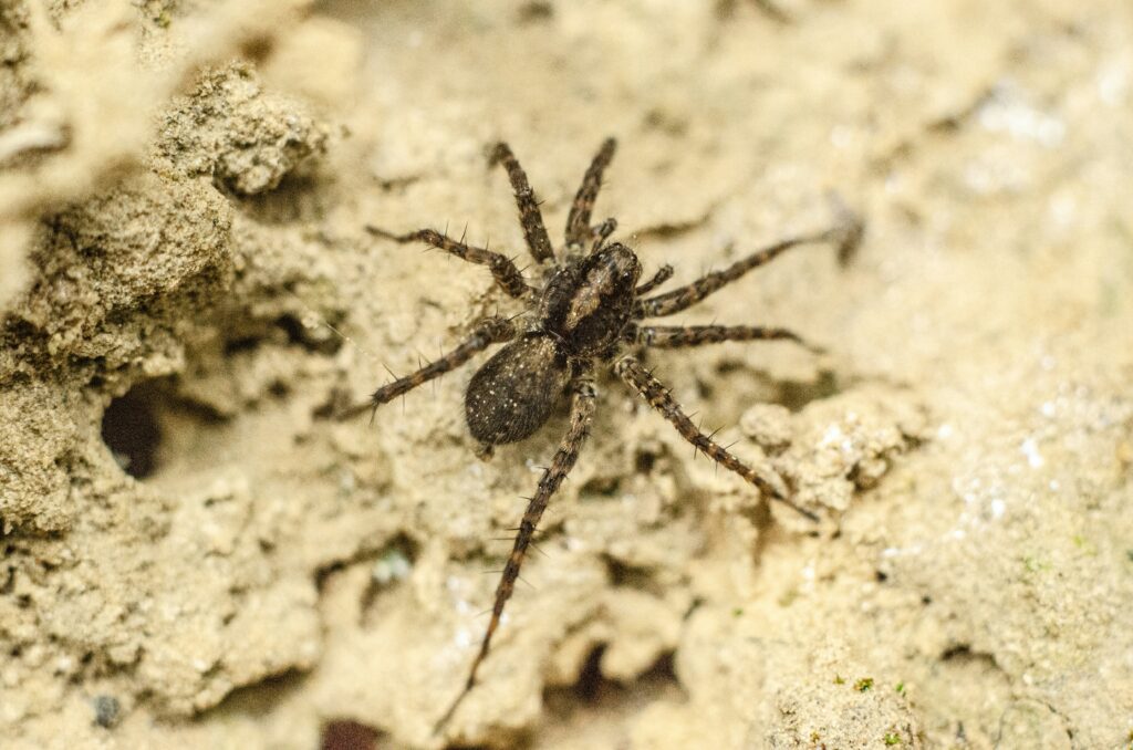 Six-eyed sand spider hidden in desert sand