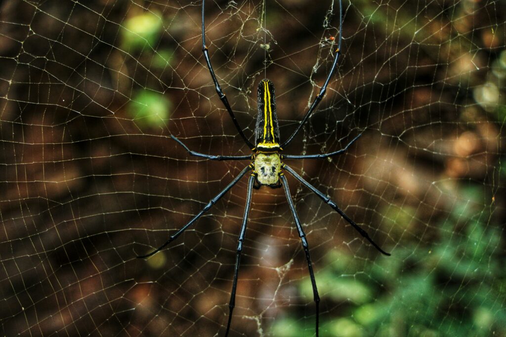 A Brazilian wandering spider with its legs raised in a defensive pose