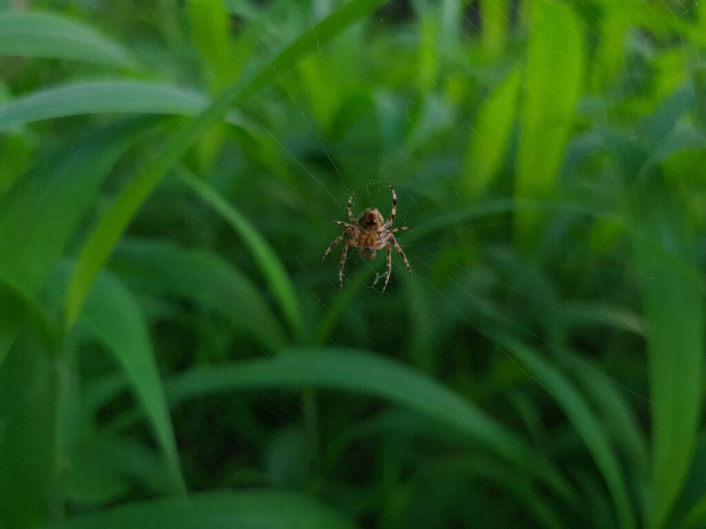 Predator avoiding a fake spider burrow due to past experience