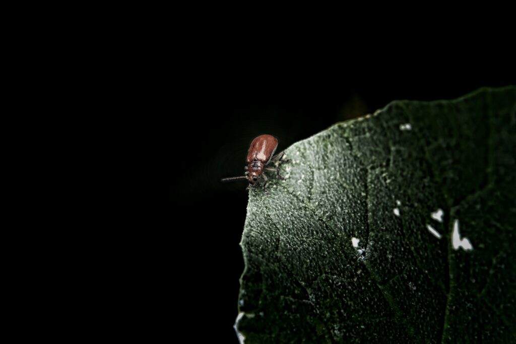Ground beetle hunting during nighttime.