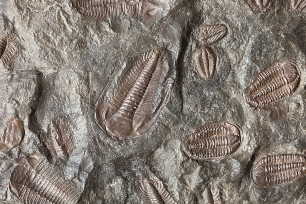 Collection of insect fossils from different paleontological finds.