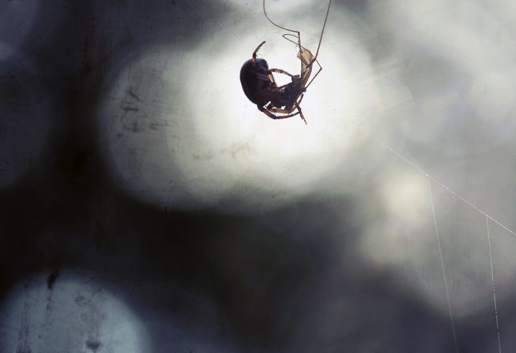 Environmental cues like predators trigger fake burrow building
