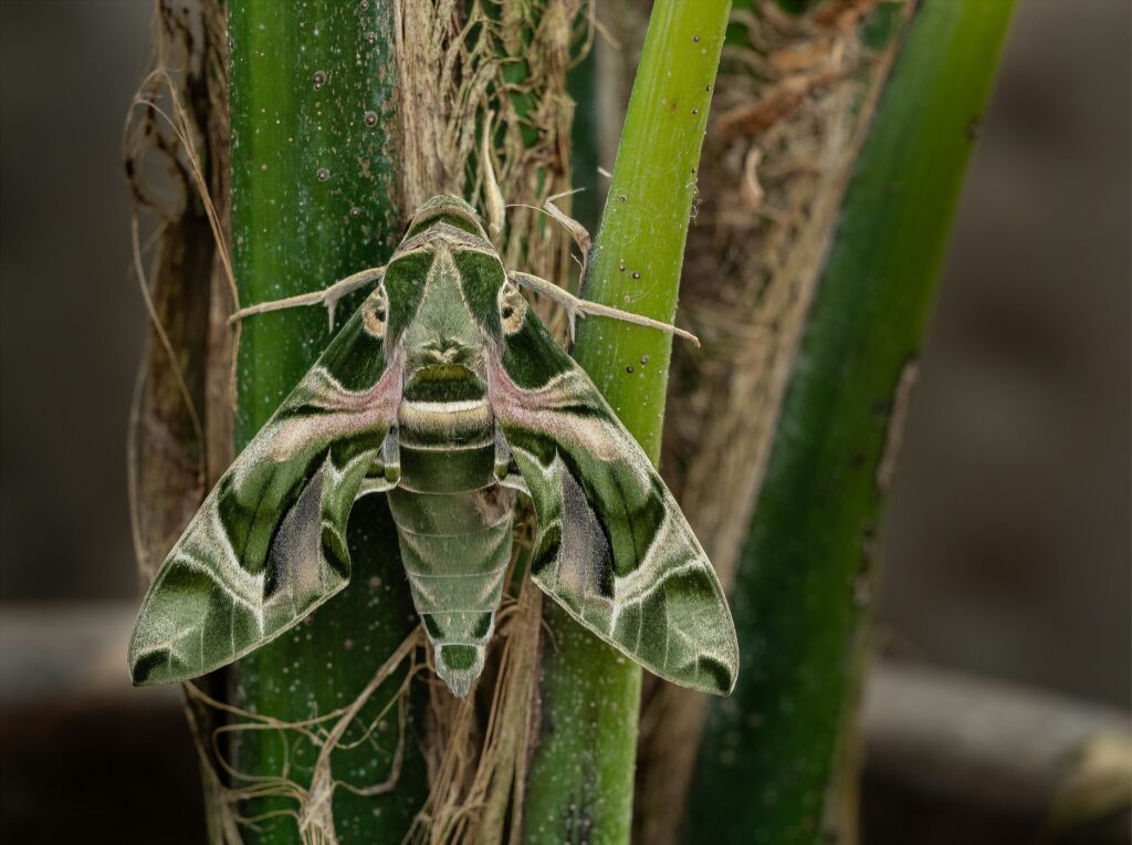 Leaf insect blending perfectly into green leaves.
