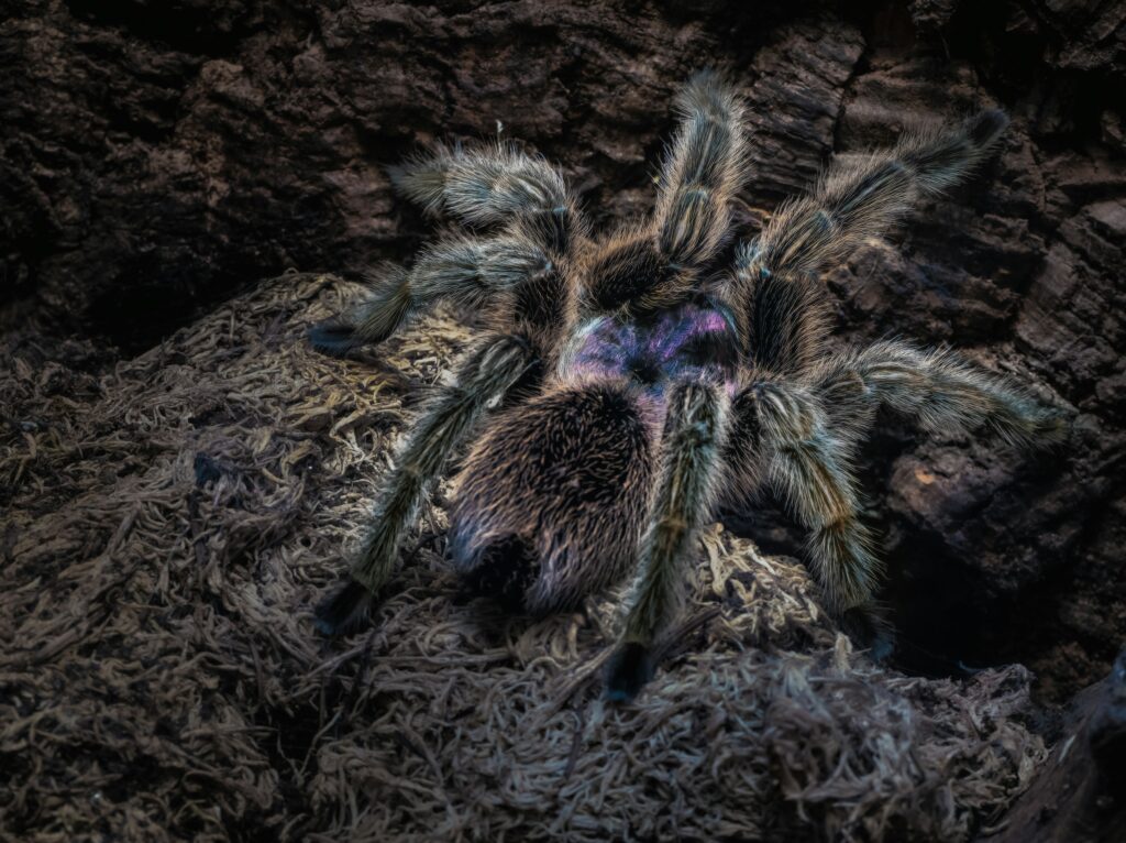 pet tarantula calmly sitting on a person's hand, showing safe and gentle handling techniques.