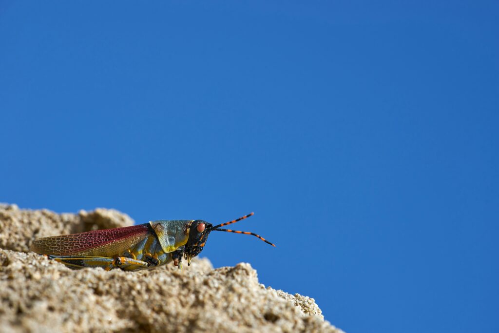 Praying mantis focusing on prey using sharp vision.