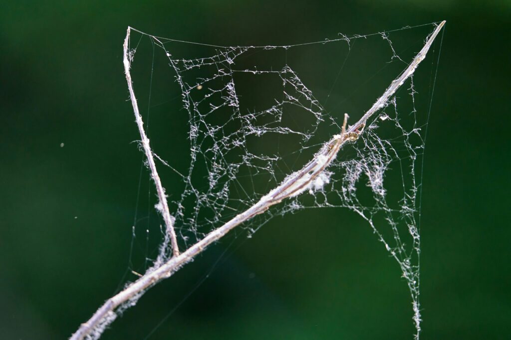 Conservation efforts to protect funnel-web spiders.