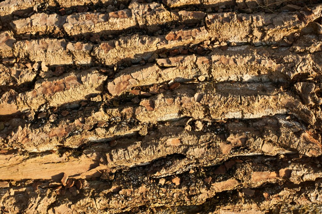 Termite mound with temperature-regulating mechanisms.