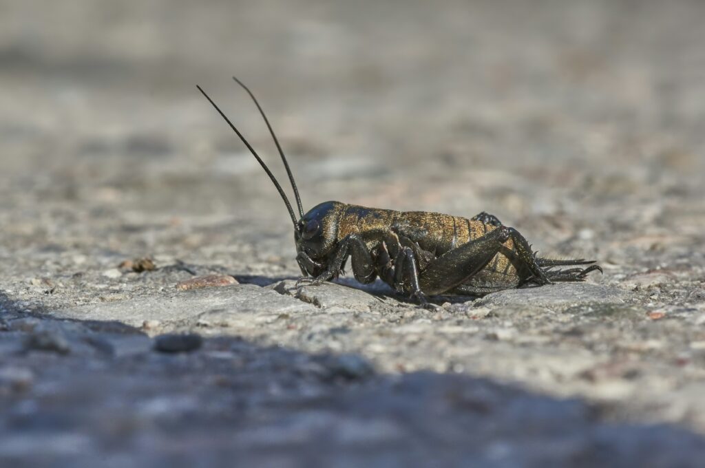 Domino cockroach with black and white patterns on its back.