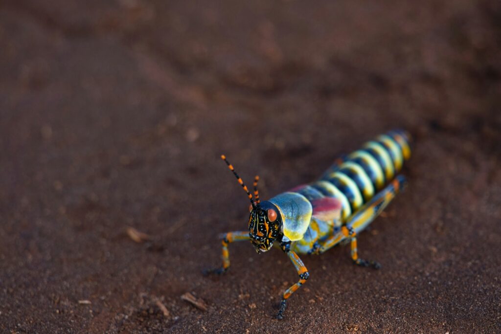 Zebra cockroach with bold black and white stripes.