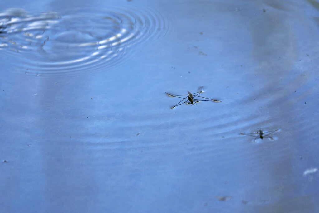 A close-up shot of a fishing spider resting on a leaf near water