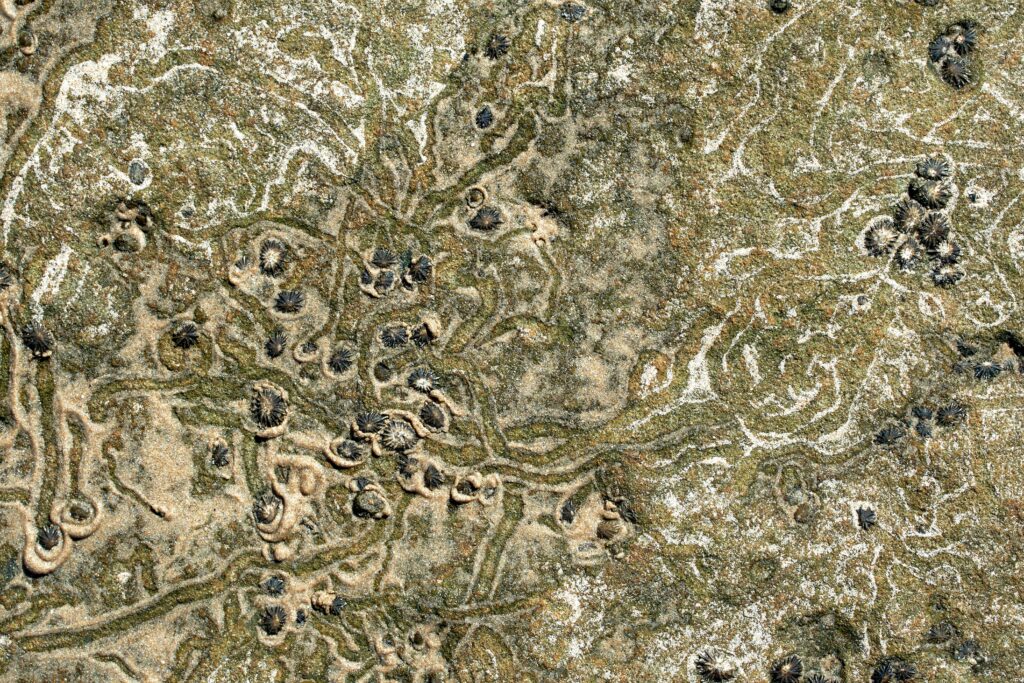 Fossil of an insect under modern scanning technology.