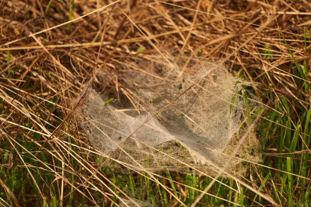 Technology inspired by spider burrow mimicry