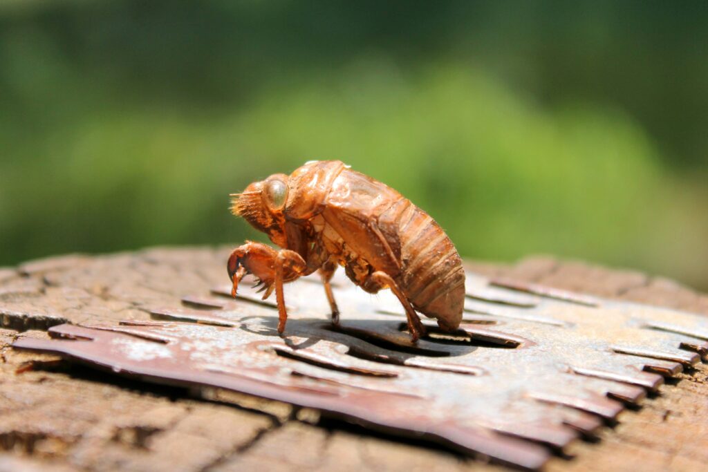 Dubia roaches in a container, known for being low-maintenance and practical.