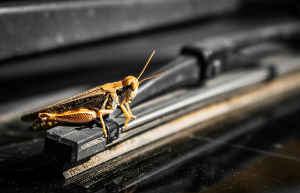 Mechanical structure of insect limbs used for high-speed movement.