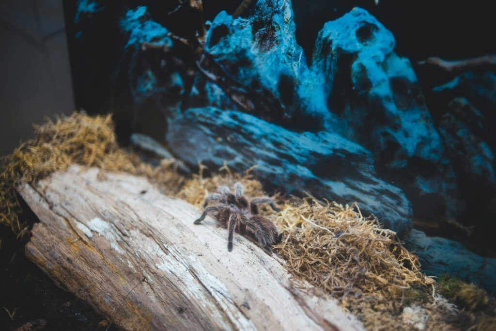 A person explaining tarantula handling techniques to a small group using a live demonstration