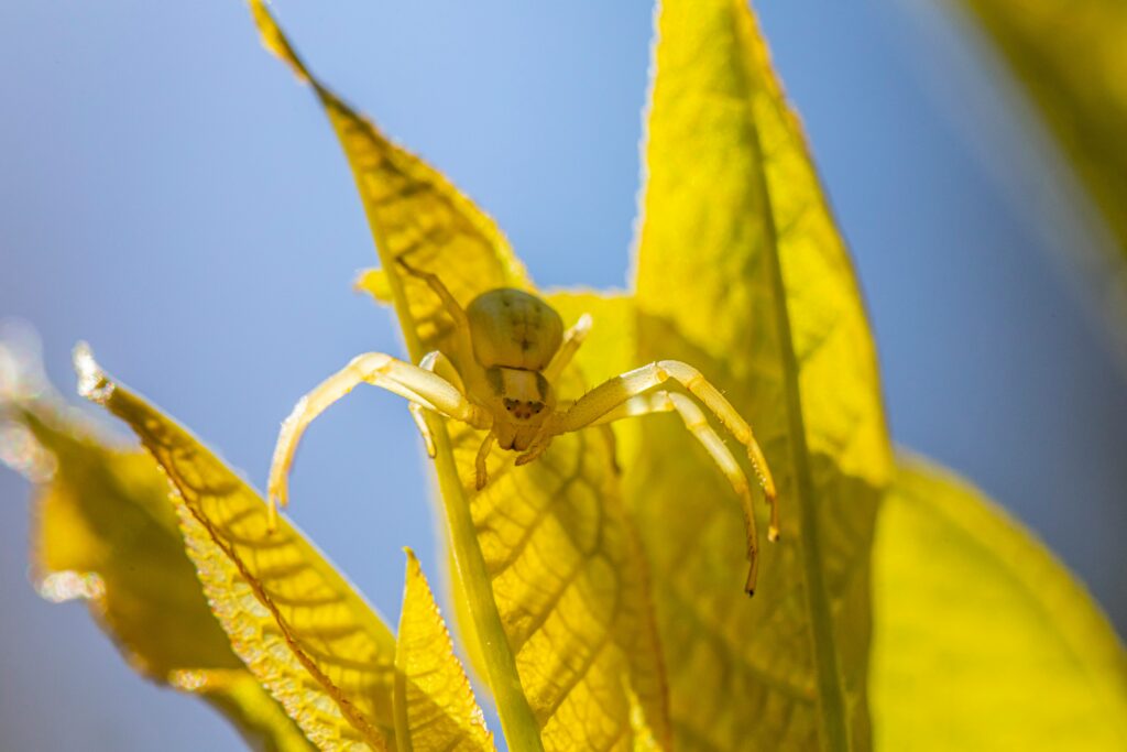 Yellow Sac Spider glowing bright green under ultraviolet light
