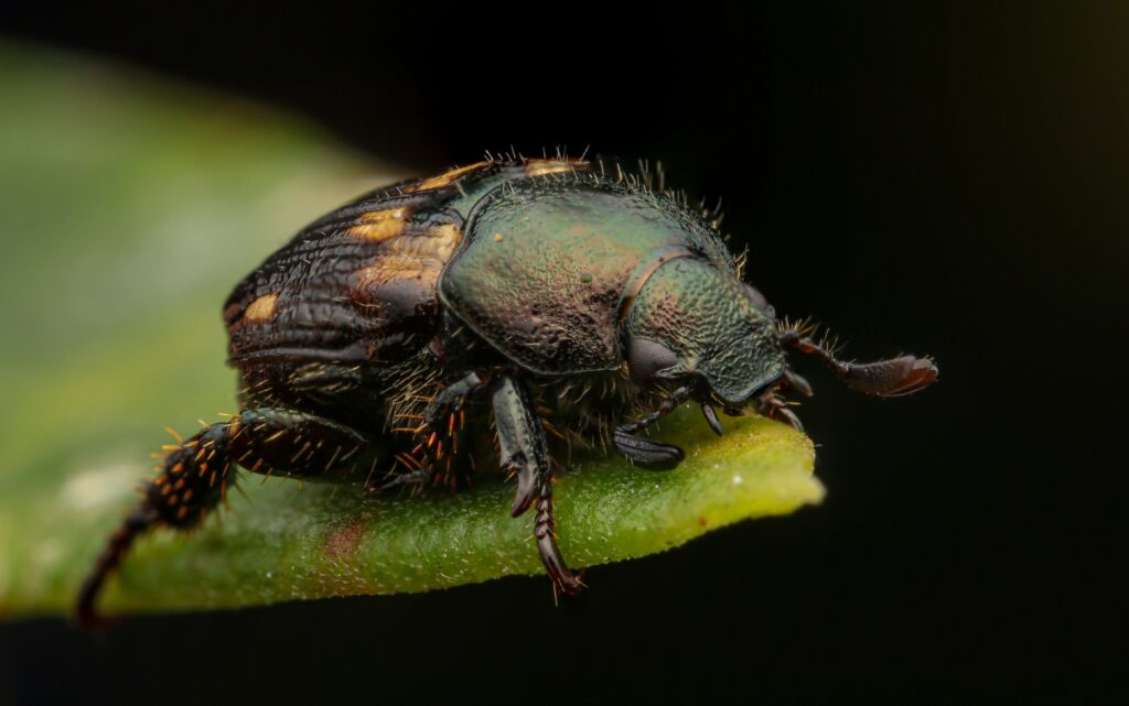 Side-by-side comparison of soldier beetle and common pest beetle species