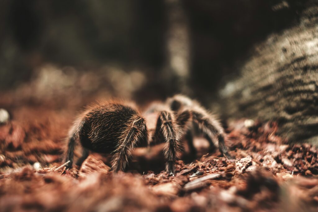 A close-up of a Chilean Rose Hair Tarantula resting peacefully on a hand