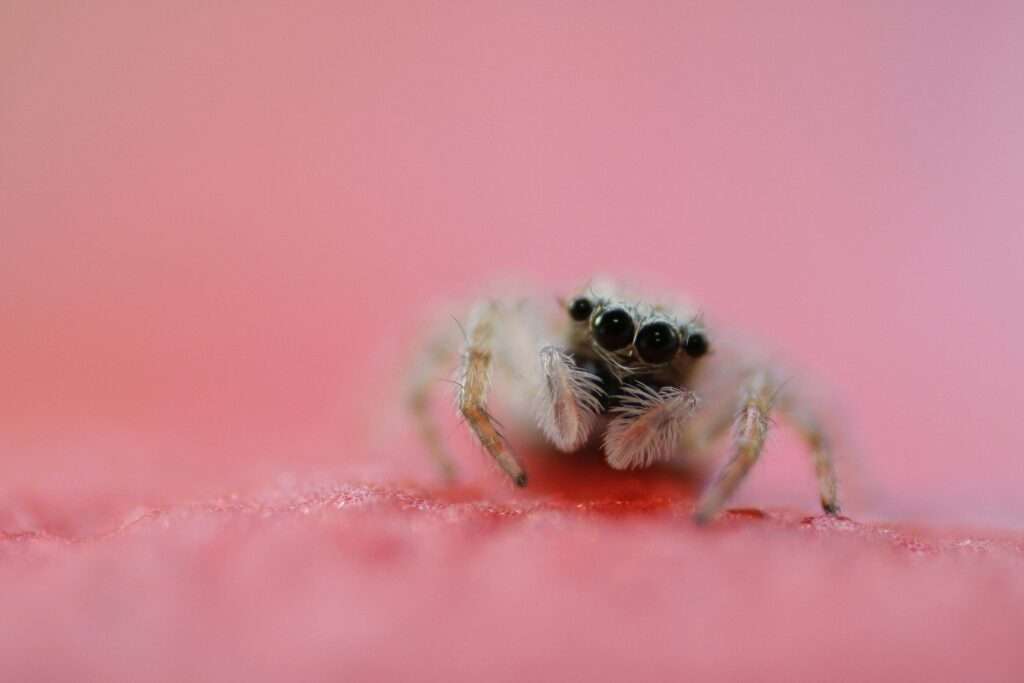 Sequence showing peacock spider eggs, spiderlings, and adult spider stages