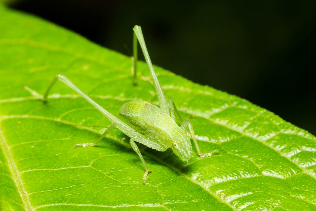 Katydid on a leaf showing its foreleg where tympanal ear is located