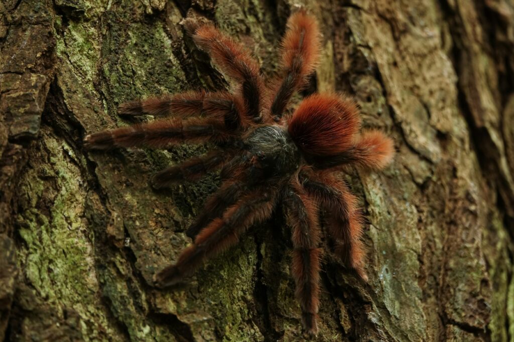 A vibrant pink and green tarantula climbing on a branch