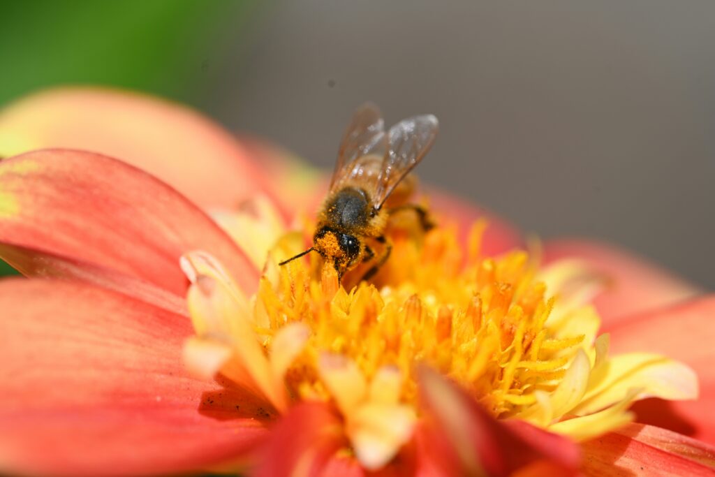 Fly pollinating in a degraded or urban environment showing adaptability