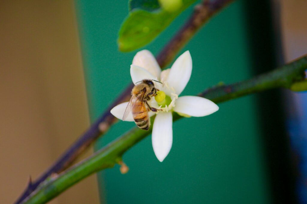 Fig wasps inside a fig tree showing pollination and pest management