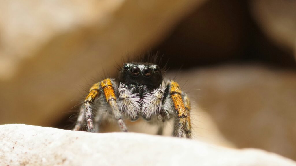 Friendly spider on a hand with text highlighting common myths