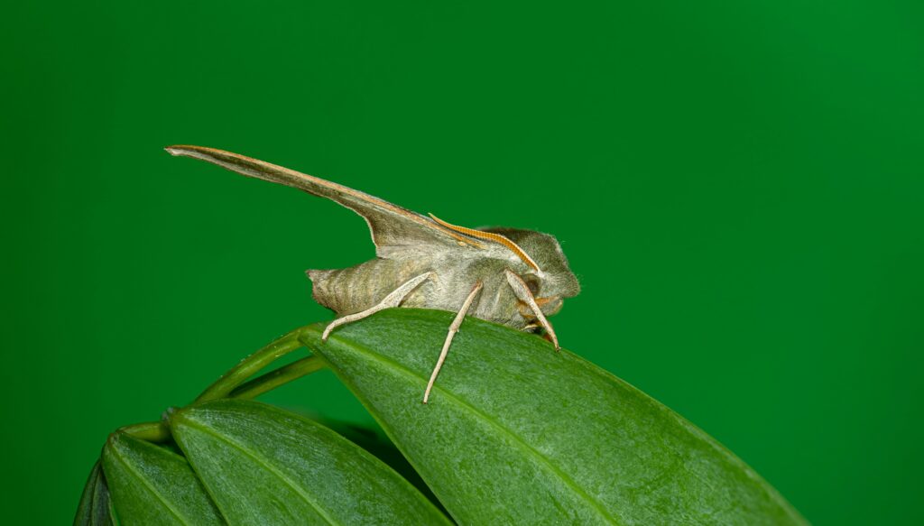 Robotic swarm inspired by locust movement navigating through terrain