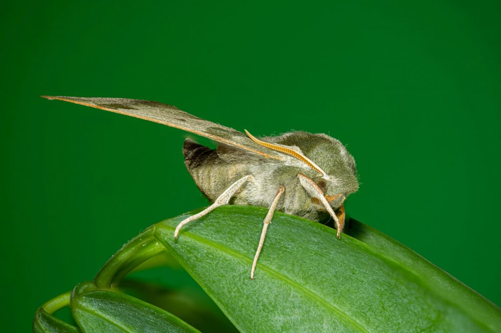 Scientist in lab studying insect reactions under a microscope