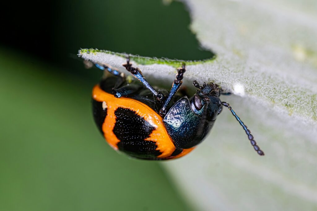 Rhinoceros beetle feeding on decaying fruit and organic material