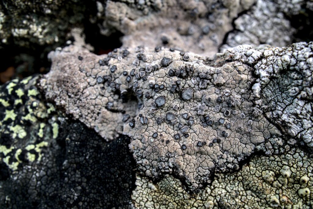 Cross-section of rich dark humus layer in healthy soil from decomposed materials