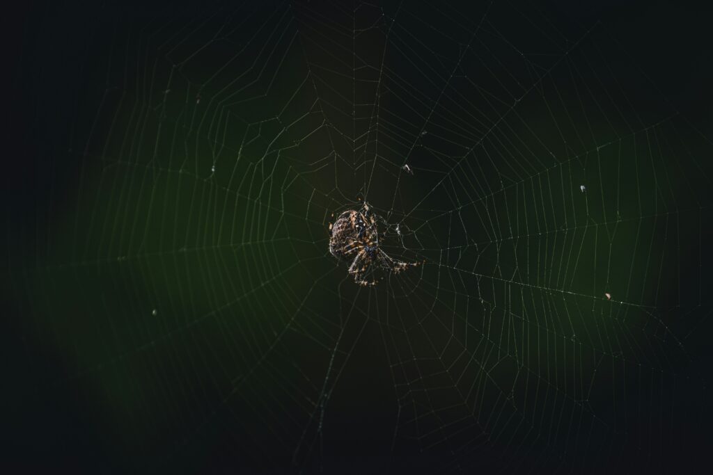 Visual chart comparing fluorescence in spiders vs bioluminescence in fireflies