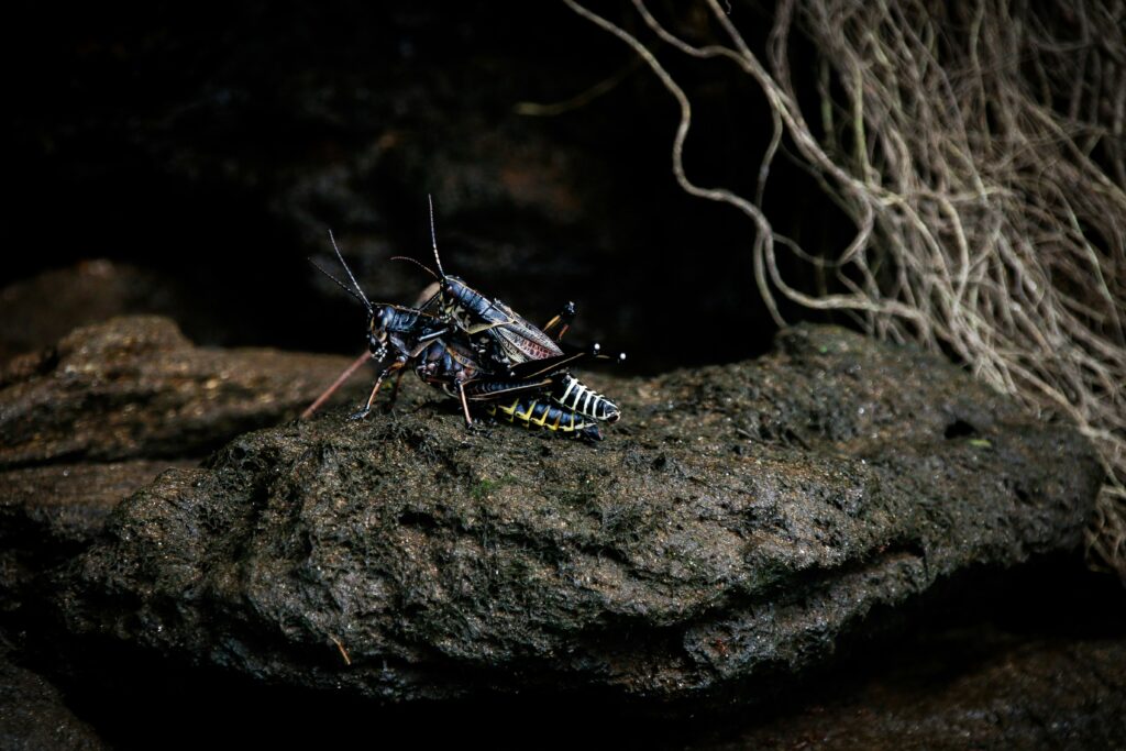 A blind cave insect adapted to perpetual darkness