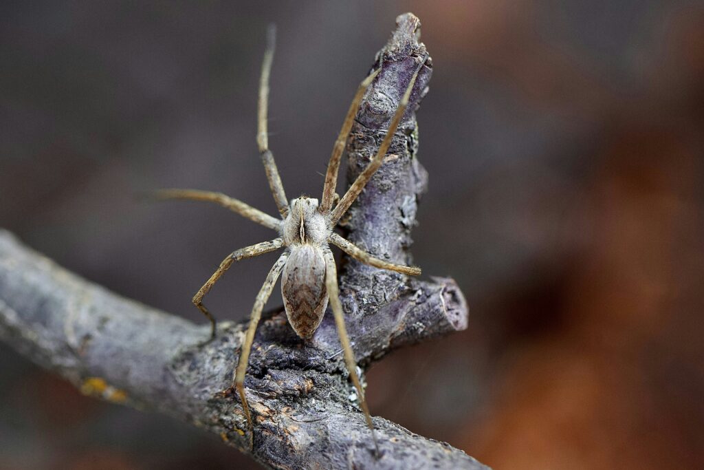 White-tailed spider with “myth debunked” warning symbol
