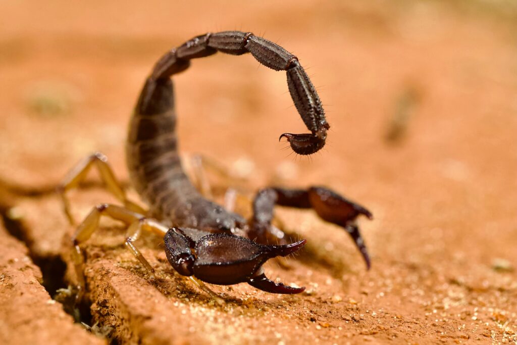 A large scorpion resting on desert substrate inside a terrarium