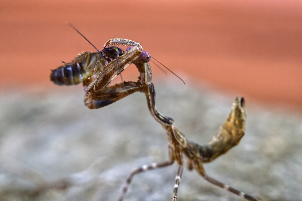 Diagram explaining how parasites alter insect host behavior neurologically